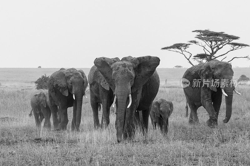 大象，非洲的loxodonta africana，坦桑尼亚，非洲，黑白，塞伦盖蒂国家公园